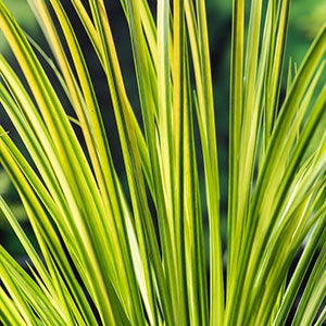 Sweet flag Acorus 'Ogon' green-yellow - Marsh plant, waterside plant