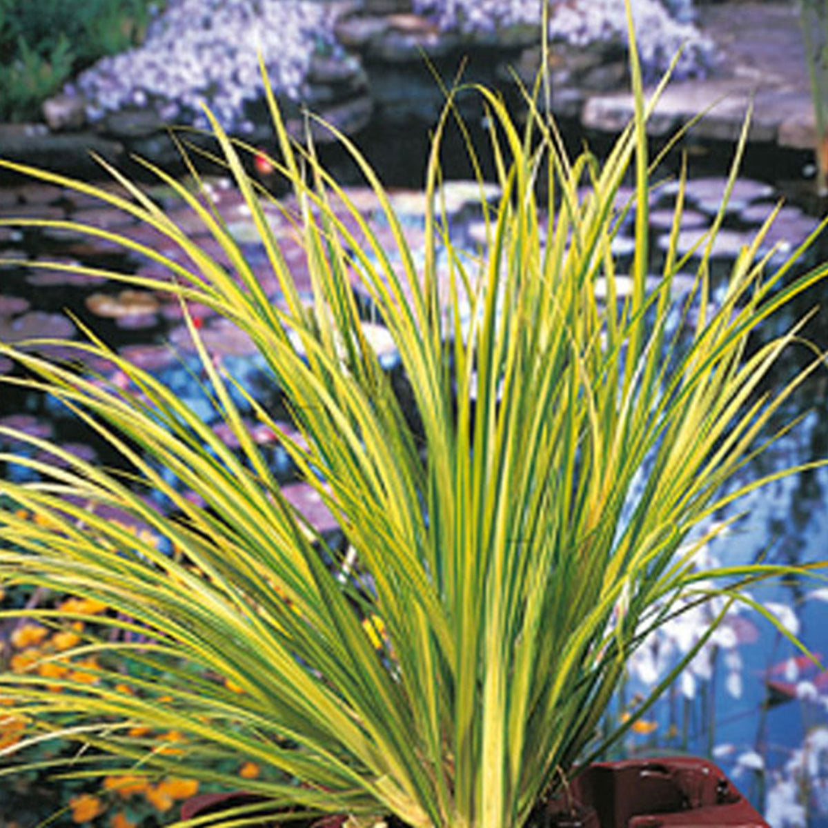 Sweet flag Acorus 'Ogon' green-yellow - Marsh plant, waterside plant