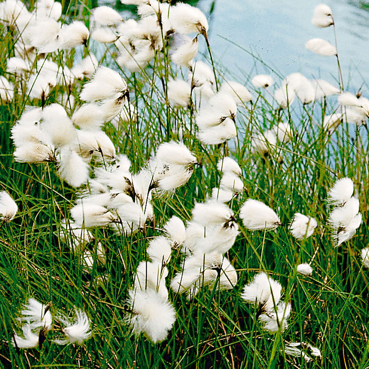 Common cottongrass Eriophorum angustifolium white - Marsh plant