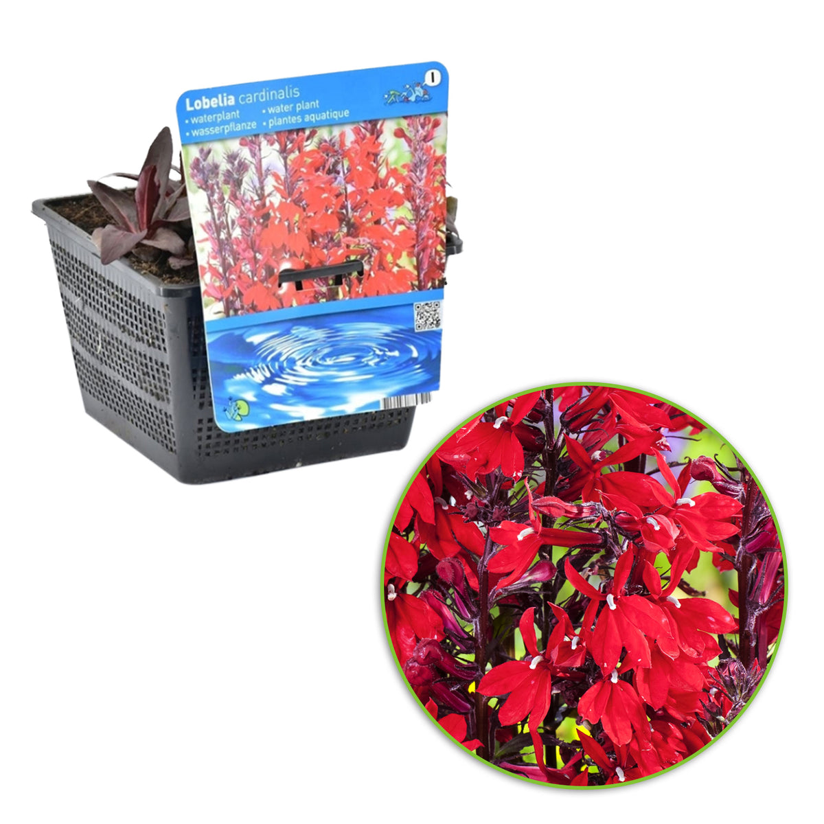 Cardinal flower Lobelia cardinalis red - Marsh plant, waterside plant