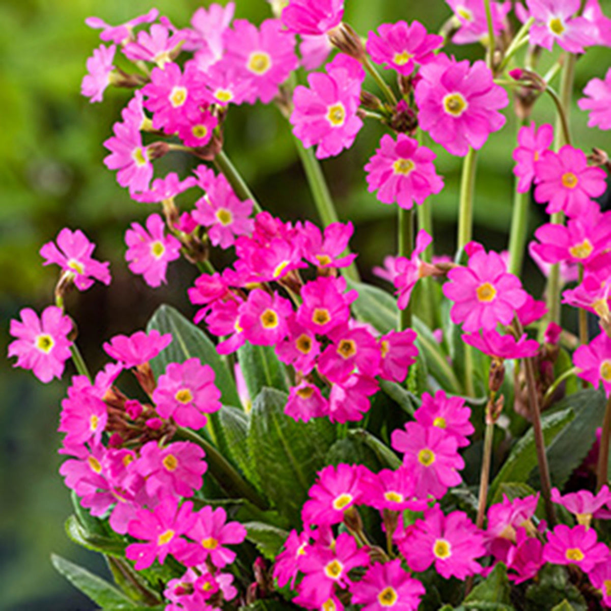 Pink primrose Primula rosea - Marsh plant