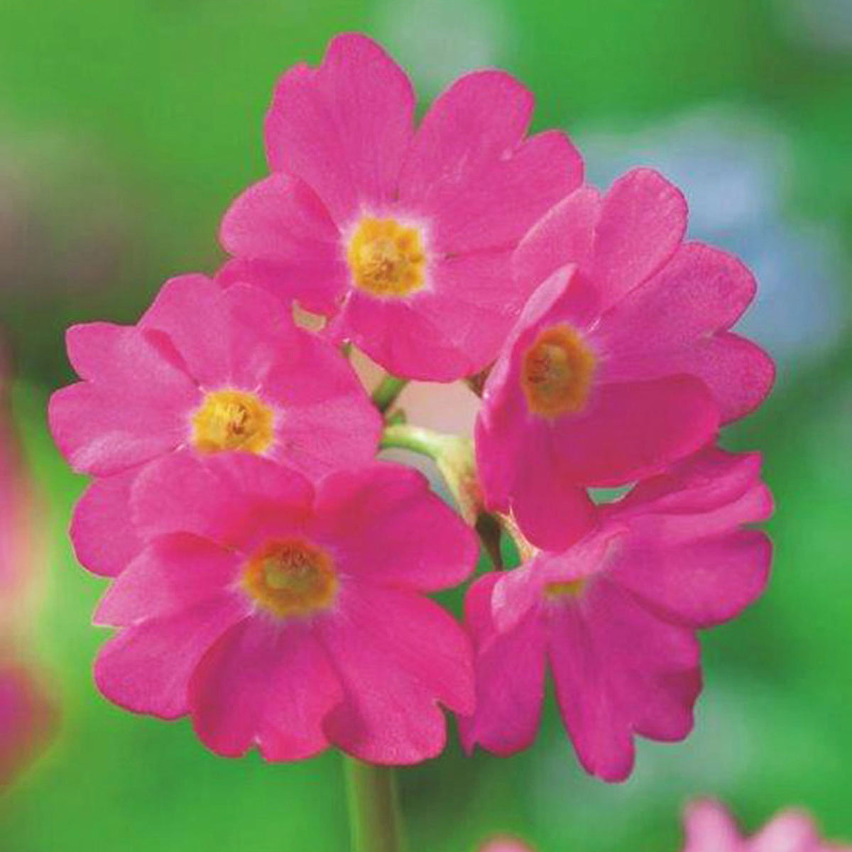 Pink primrose Primula rosea - Marsh plant