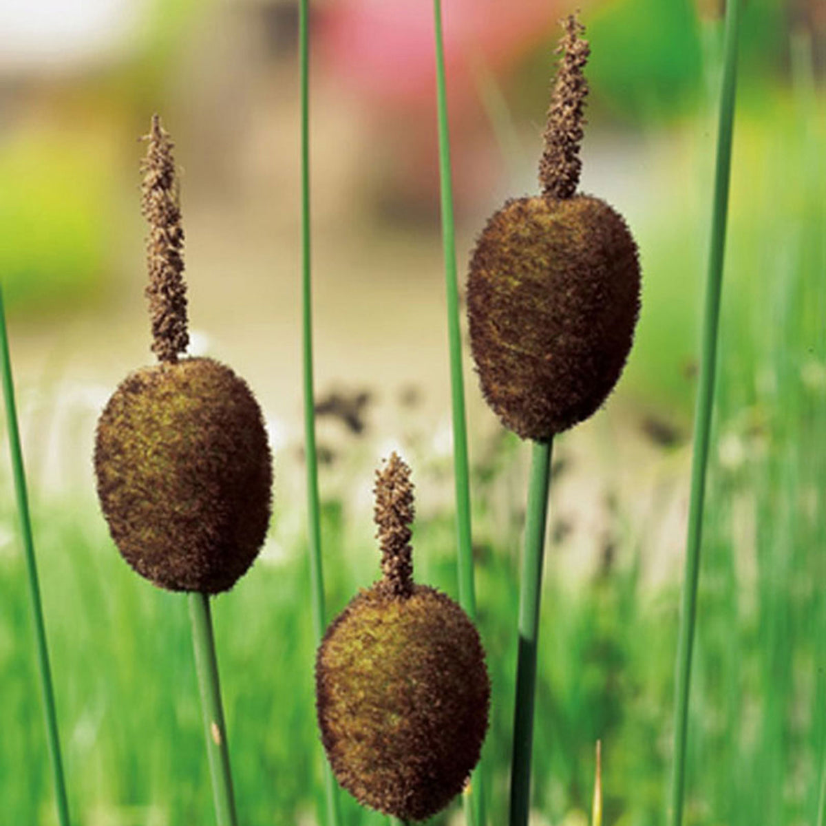 Dwarf bulrush Typha minima brown - Marsh plant
