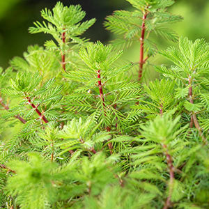 Parrot's feather Myriophyllum 'Red Stem' - Oxygenating plant