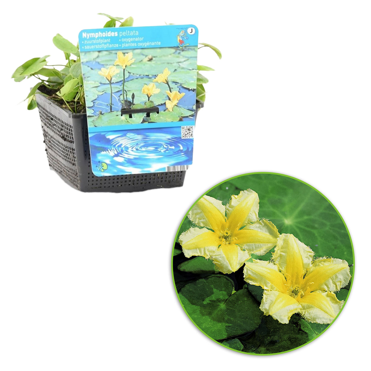 Yellow floating heart Nymphoides peltata yellow Incl. pond basket - Marsh plant, Water plant, Oxygenating plant