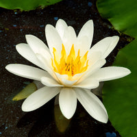 Water lily Nymphaea 'Marliacea Albida' white
