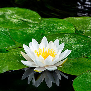 Water lily Nymphaea 'Marliacea Albida' white