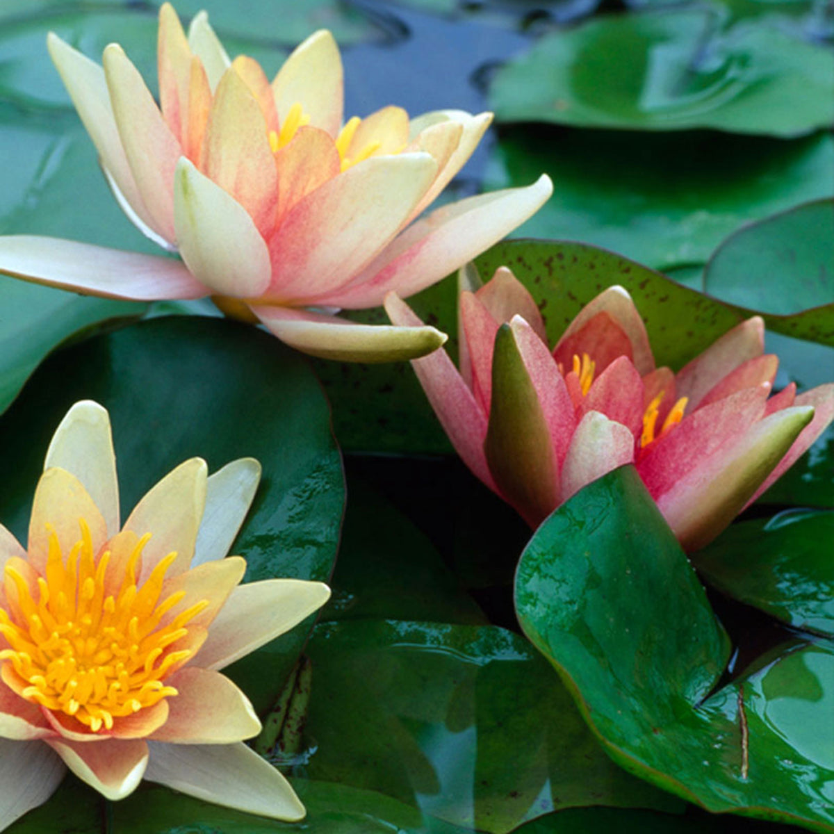 Water-lily 'Aurora' pink-orange