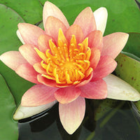 Water-lily 'Aurora' pink-orange
