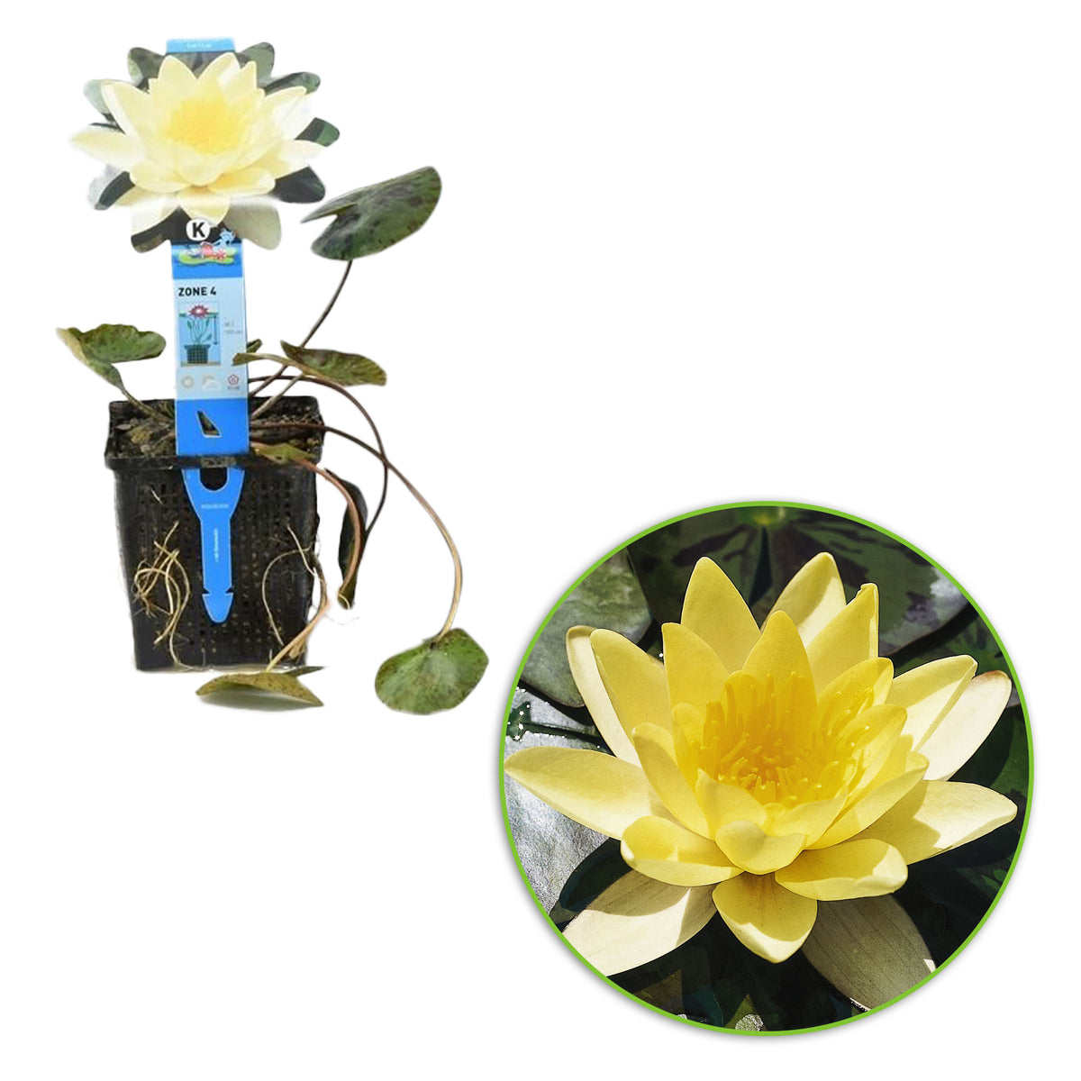 Water lily Nymphaea 'Marliacea Chromatella' yellow