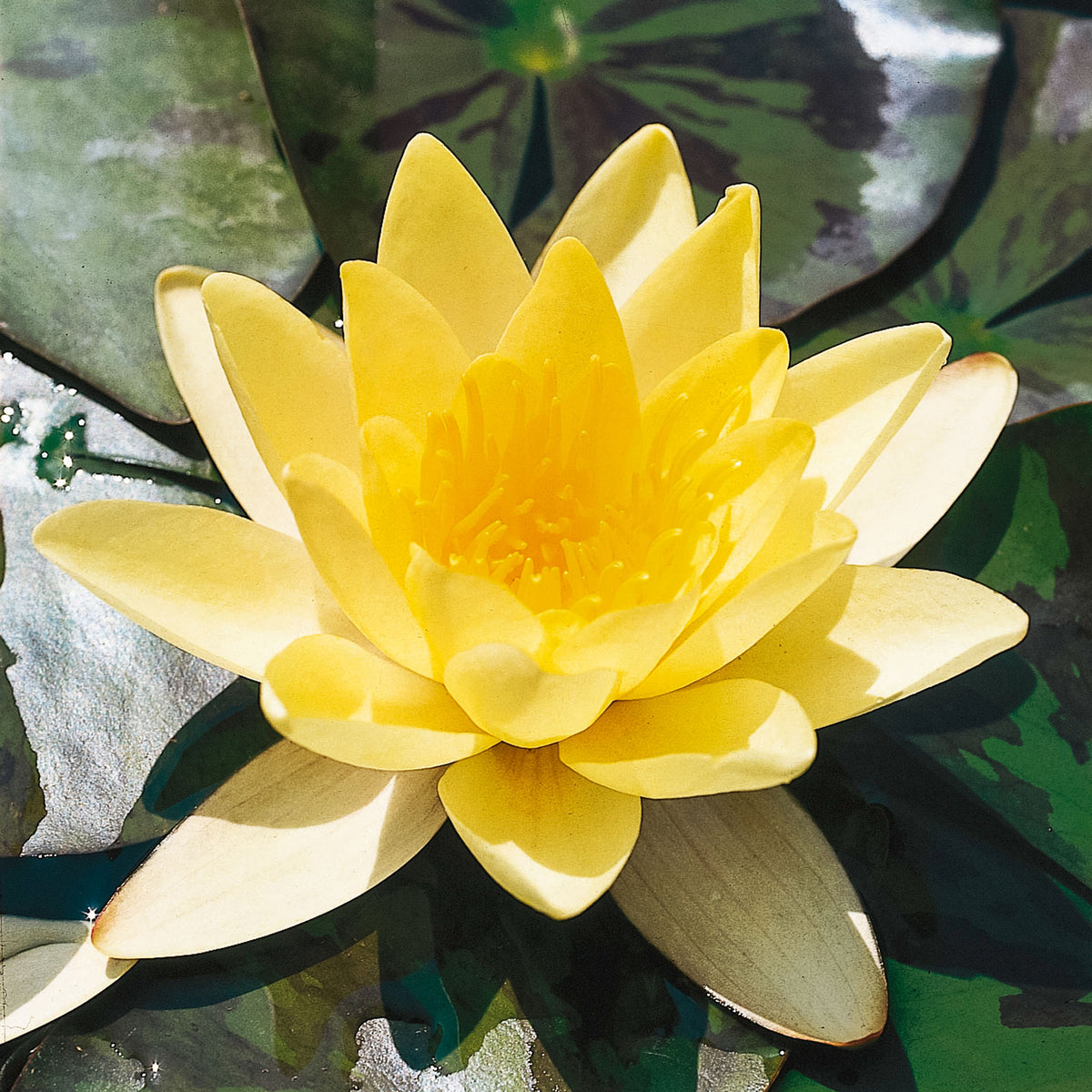 Water lily Nymphaea 'Marliacea Chromatella' yellow