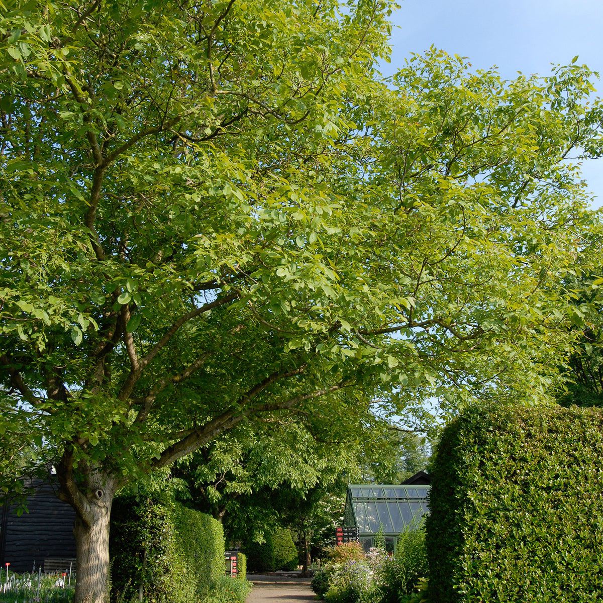 Juglans regia - Bio - Hardy plant