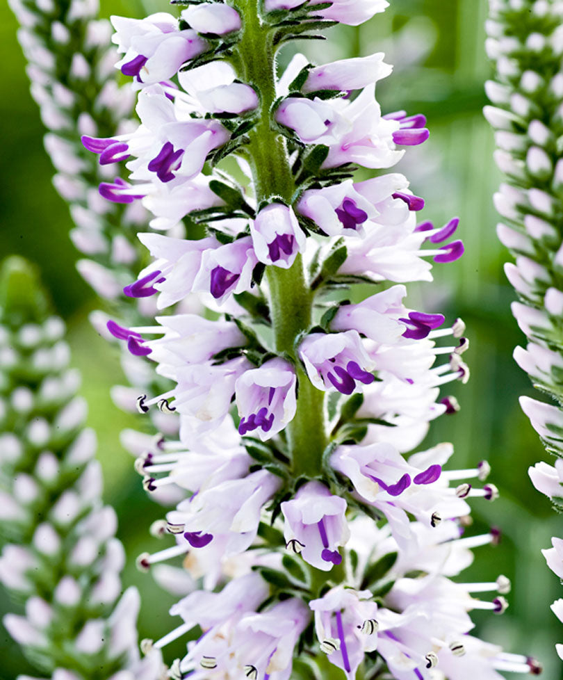 3x Speedwell Veronica 'Pink Eveline' purple-white - Bare rooted - Hardy plant