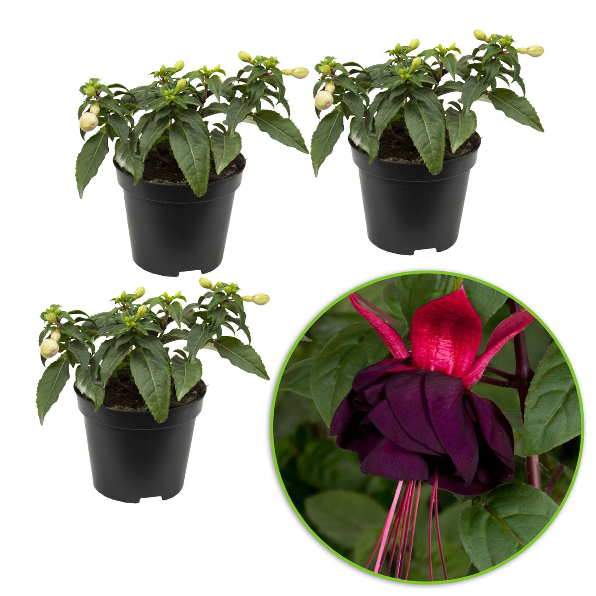 3x Double-flowered Fuchsia 'New Millenium' pink-purple