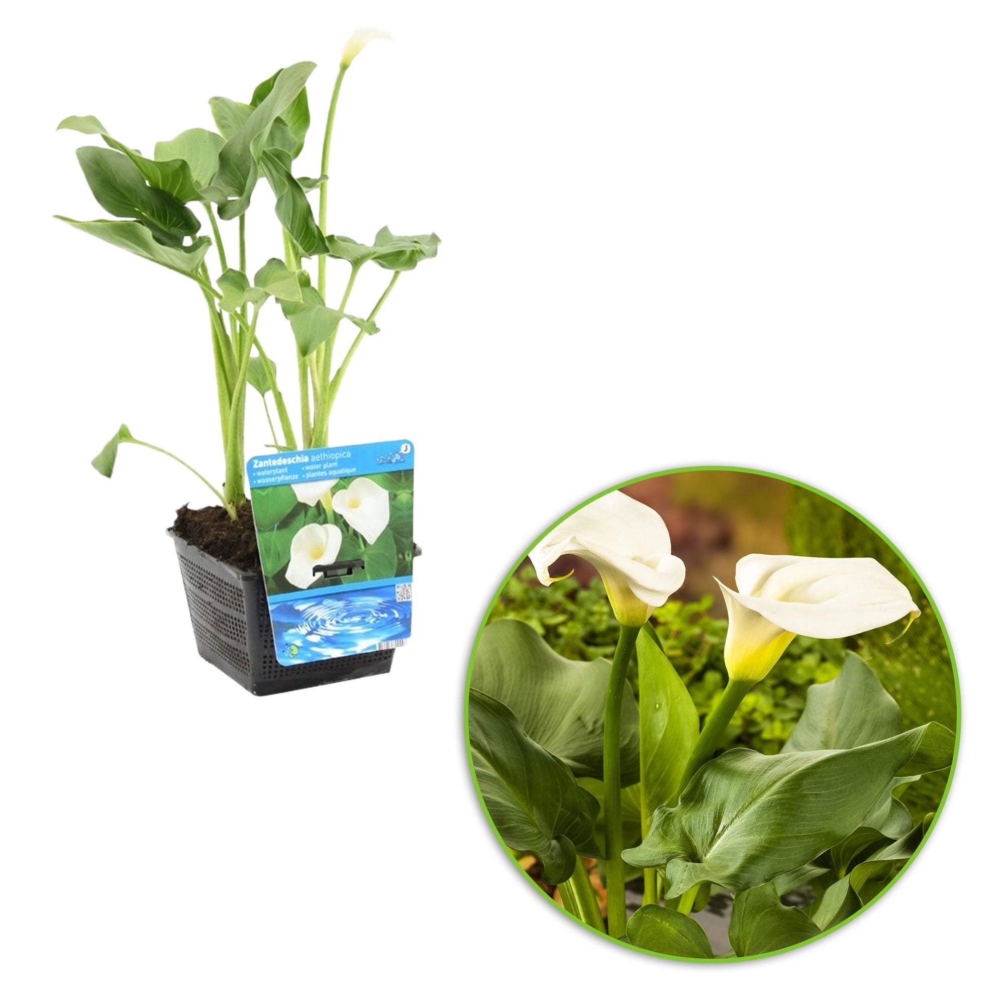 planting calla lily in pond Wetland calla lily Zantedeschia aethiopica white