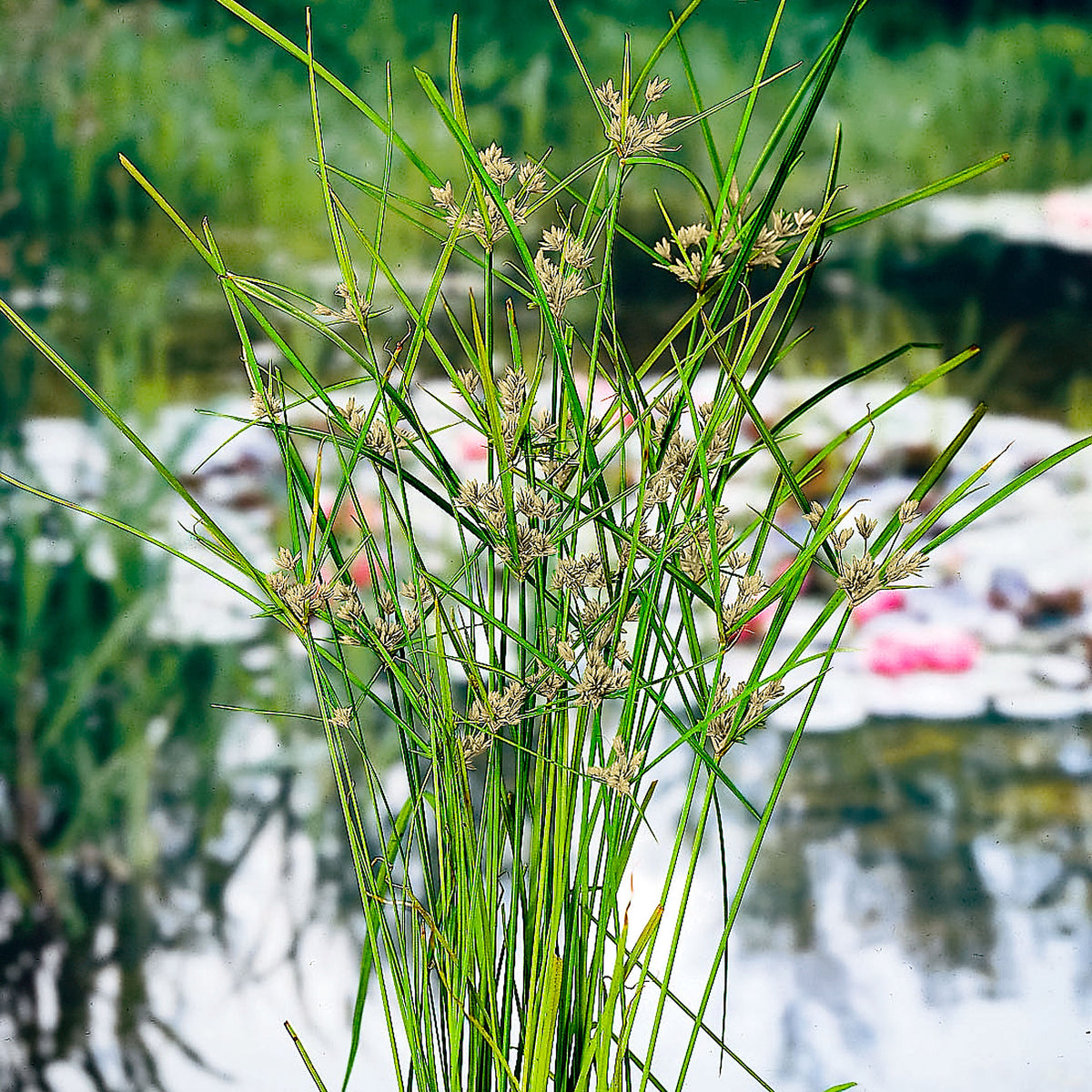 Umbrella plant Cyperus alternifolius - Marsh plant, waterside plant