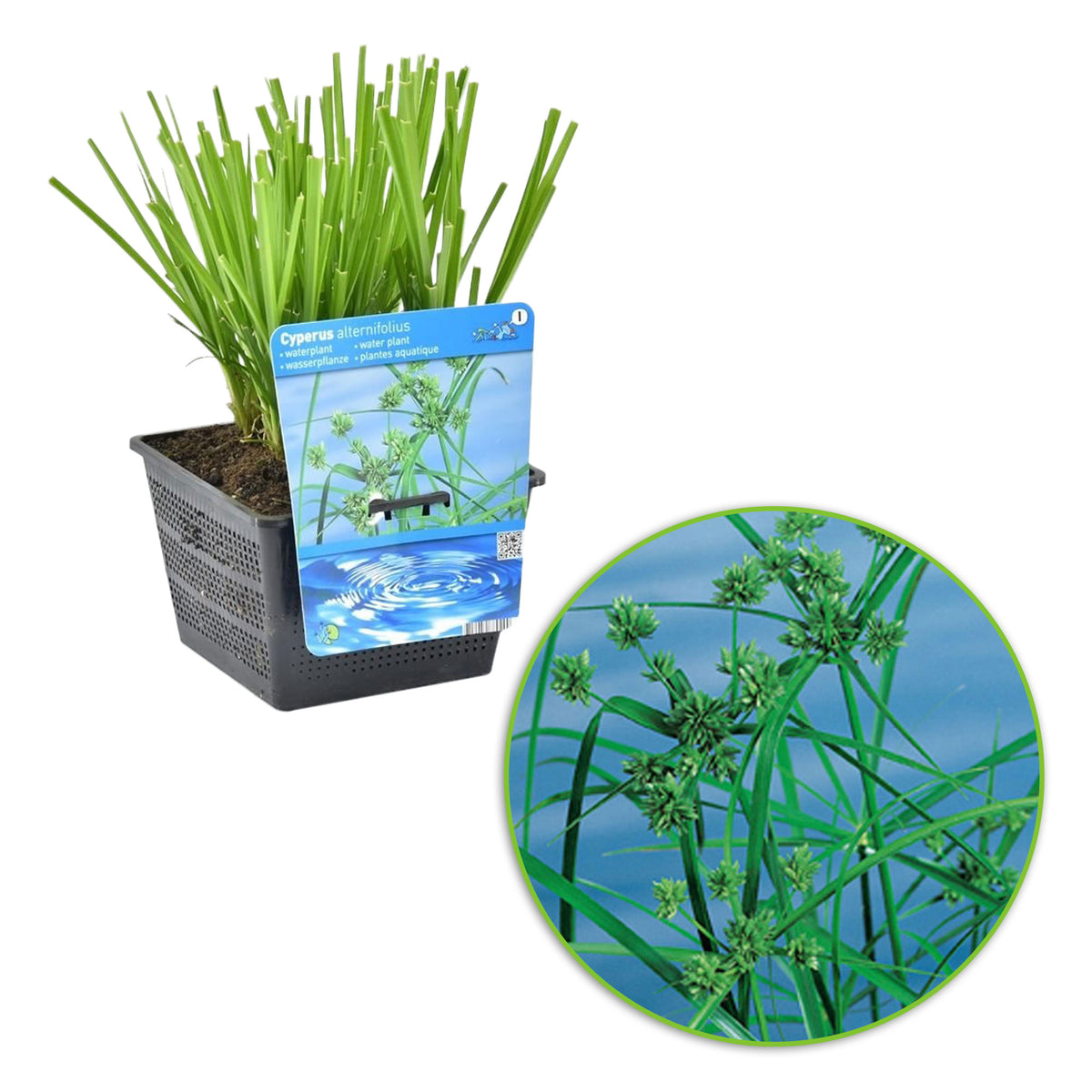 Umbrella plant Cyperus alternifolius - Marsh plant, waterside plant