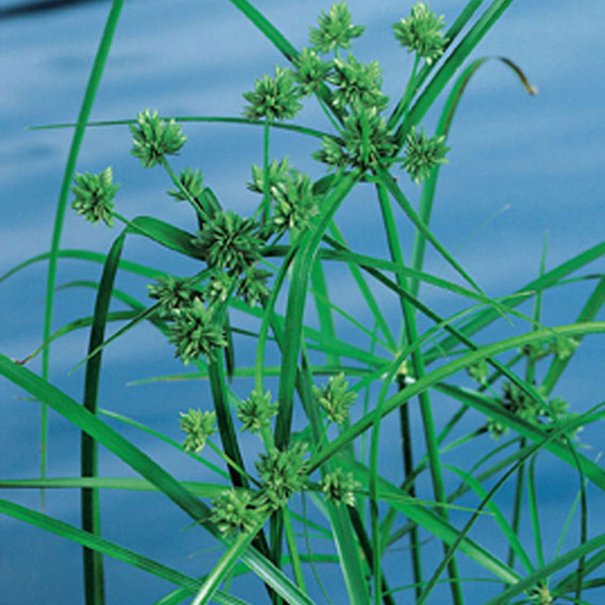 Umbrella plant Cyperus alternifolius - Marsh plant, waterside plant