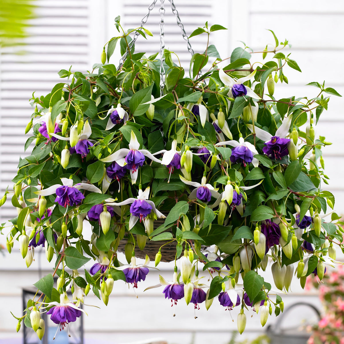 3x Double-flowered Fuchsia 'Blue Angel' white-purple