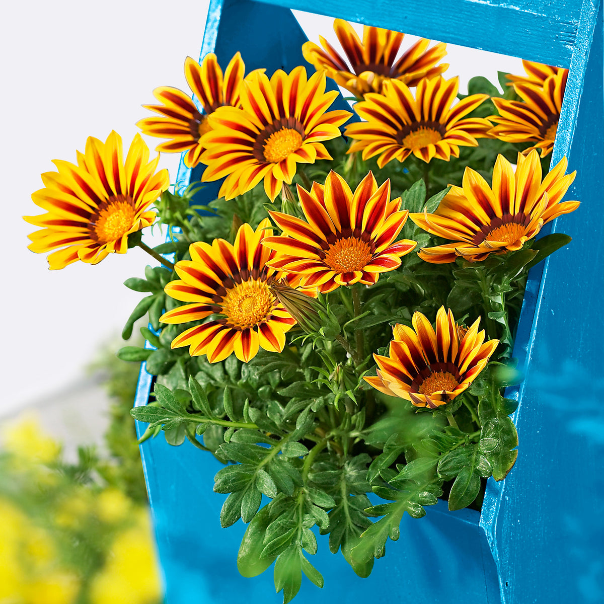 3x Gazania rigens Gazania 'Golden Flame' red-yellow