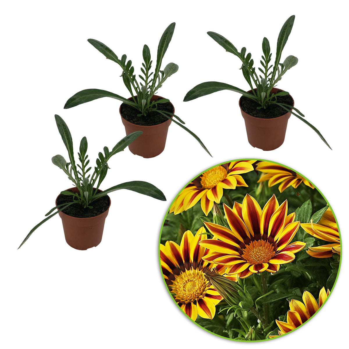 3x Gazania rigens Gazania 'Golden Flame' red-yellow