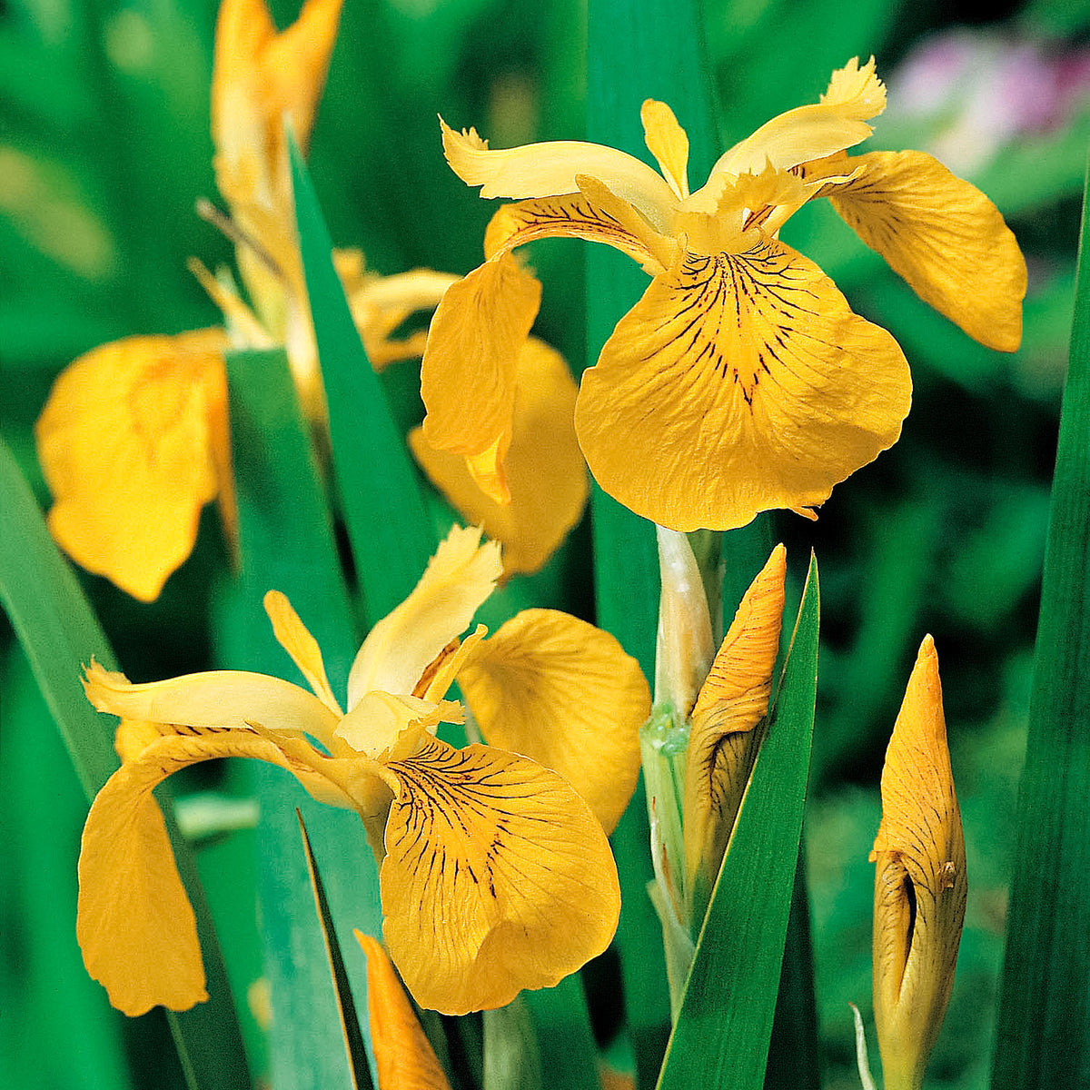 Yellow iris pseudacorus yellow - Marsh plant, waterside plant