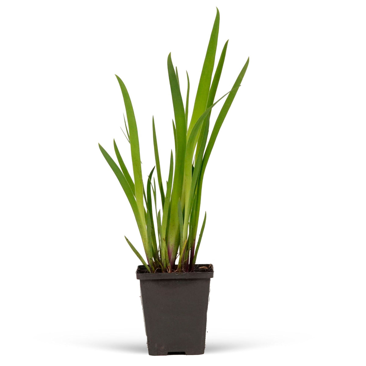 purple iris versicolor - Waterside plant