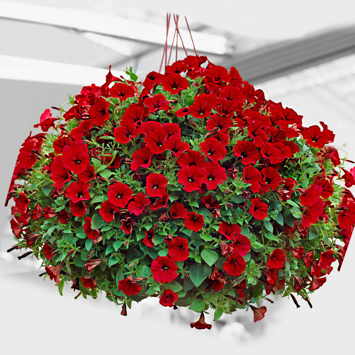 3x Petunia jamboree ‘Red Scarlet’ Red