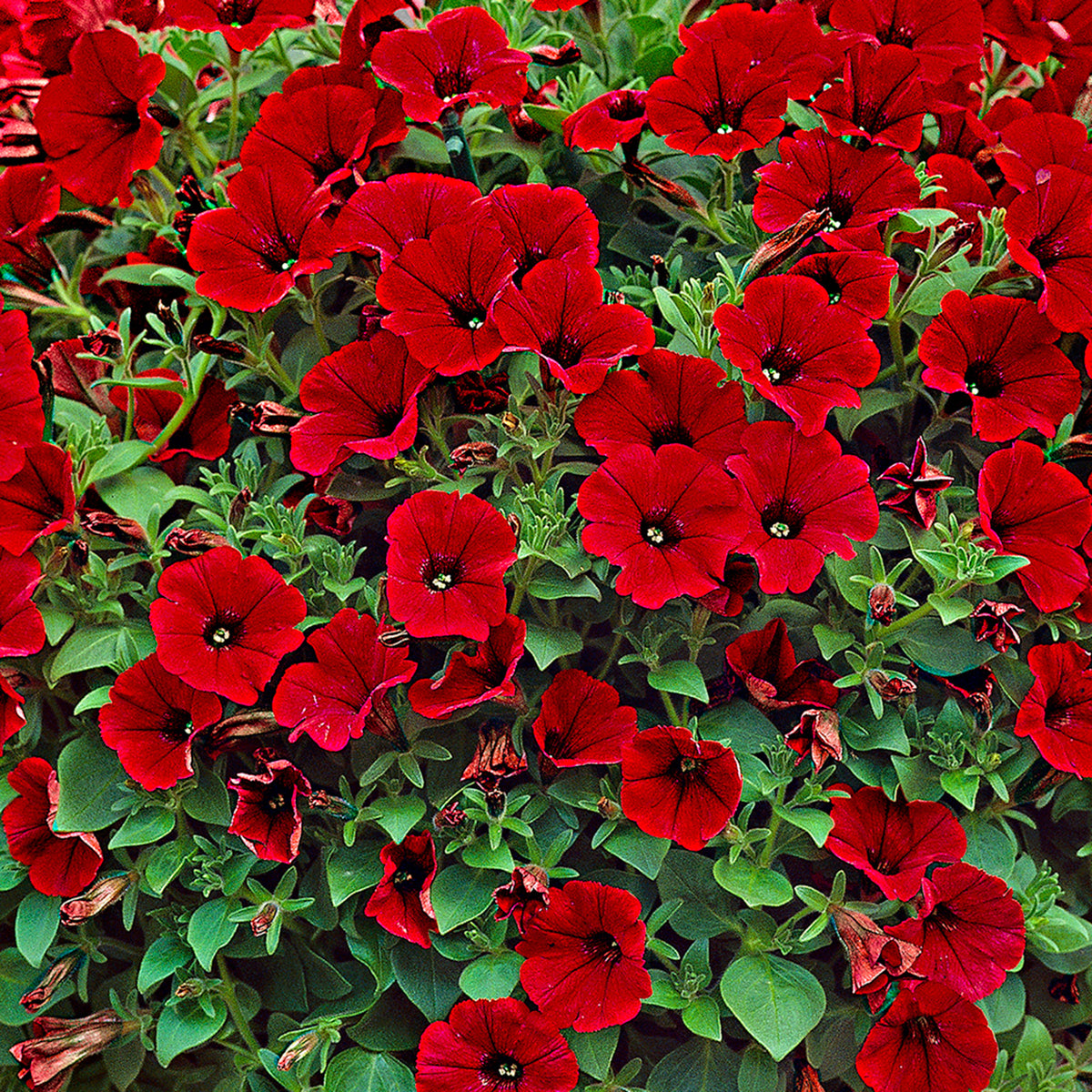 3x Petunia jamboree ‘Red Scarlet’ Red