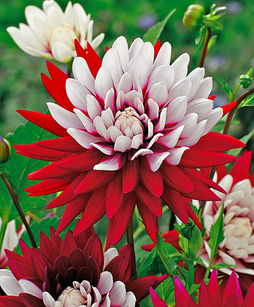 3x Dahlia 'Rebecca's World' red-white