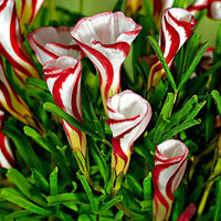 10x Wood sorrel Oxalis versicolor red-white