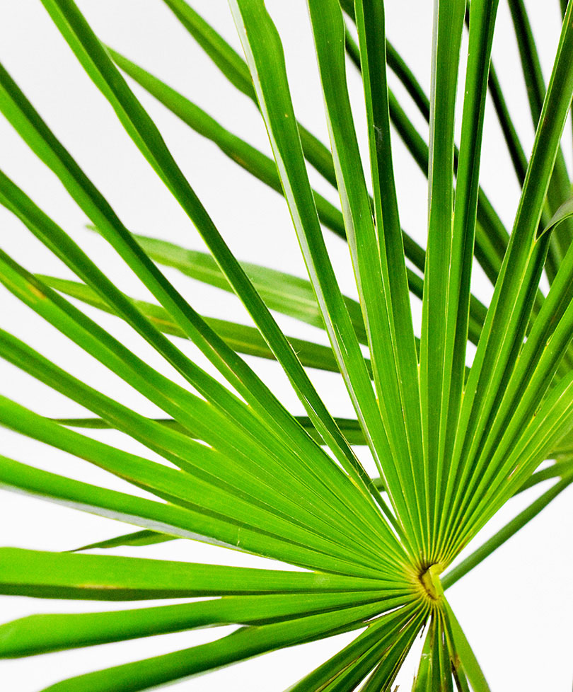 Chinese windmill palm Trachycarpus fortunei Green - Hardy plant