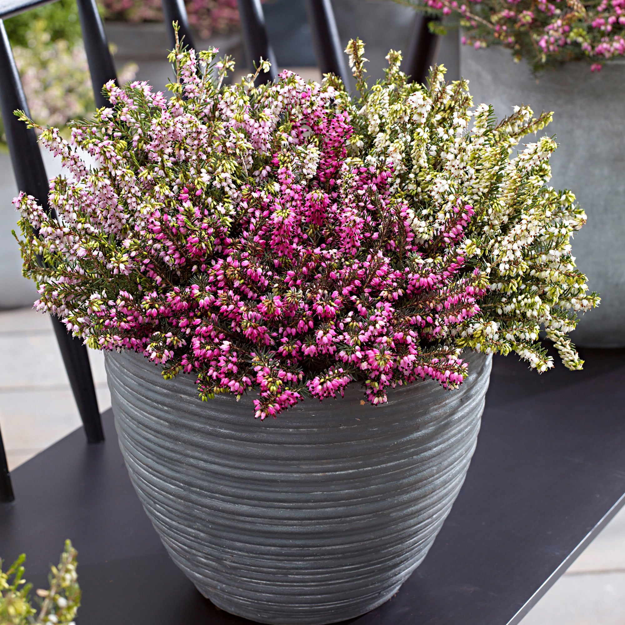 heather plant pot 3x Winter Heather - Mix 'Spring Colors' Pink-White-Purple