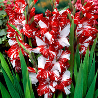 25x Large-flowered gladiolus 'Zizanie' red-white