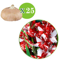 25x Large-flowered gladiolus 'Zizanie' red-white