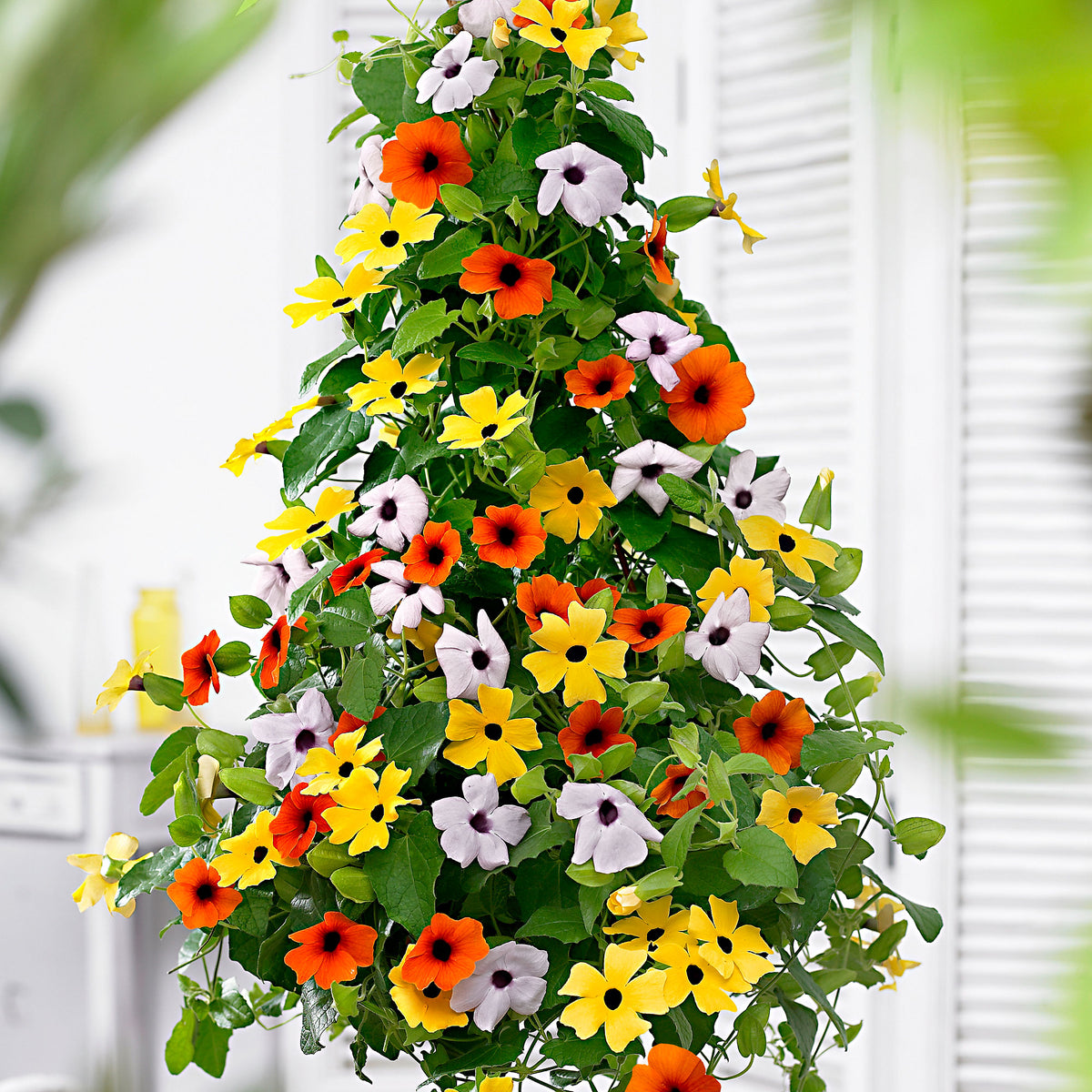 3x Black-eyed Susan Thunbergia alata orange-yellow-white