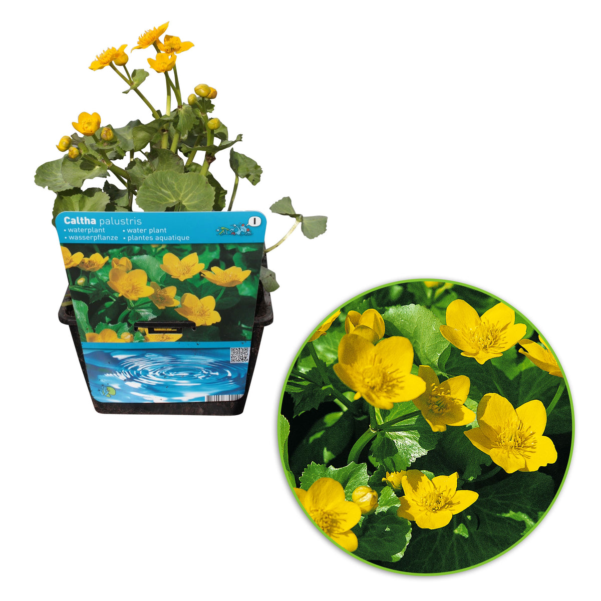 Marigold Caltha palustris yellow - Marsh plant, waterside plant