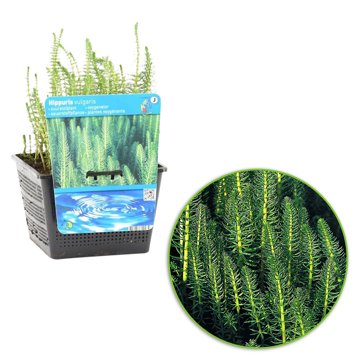 Mare's tail Hippuris vulgaris - Waterside plant
