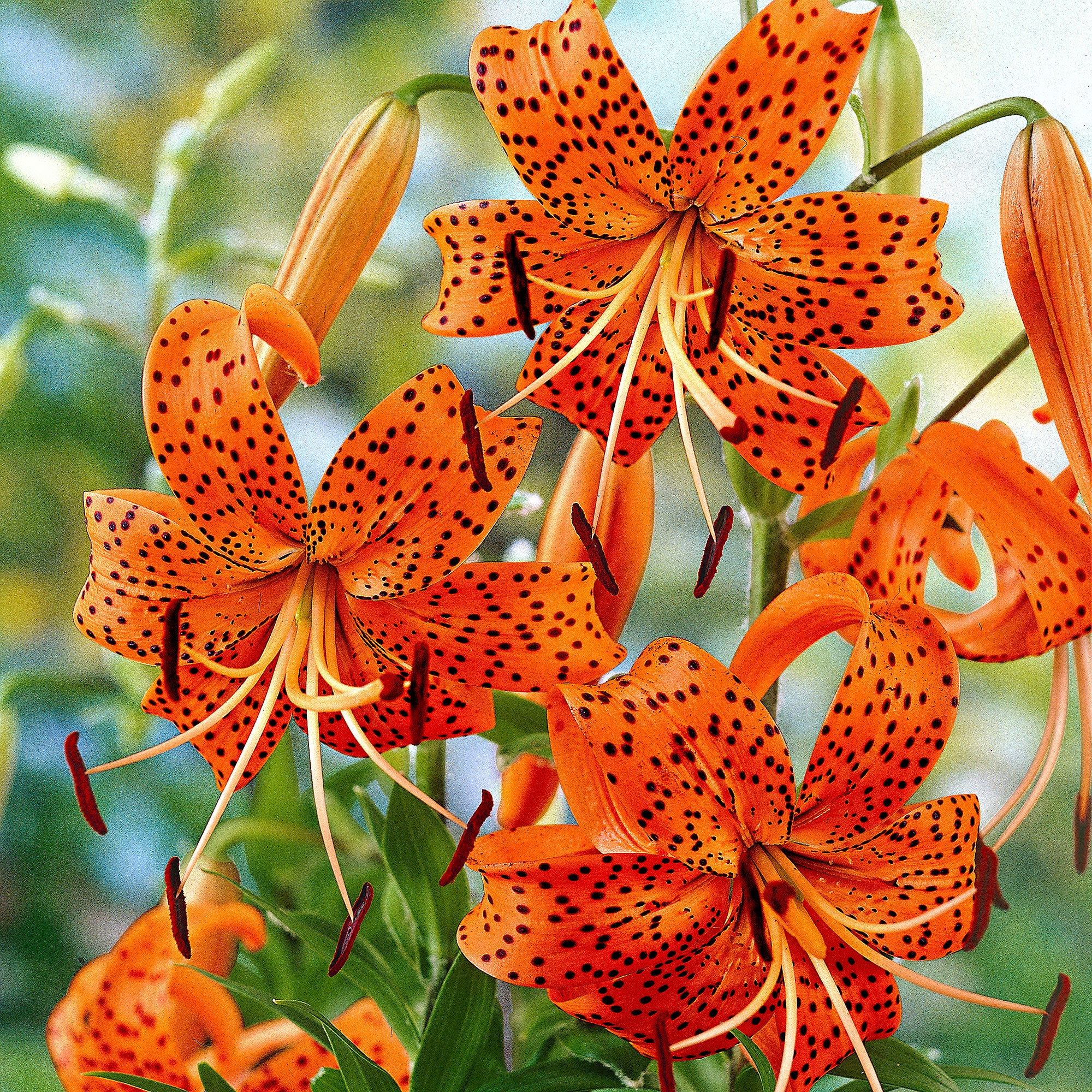 Tiger lilies discount