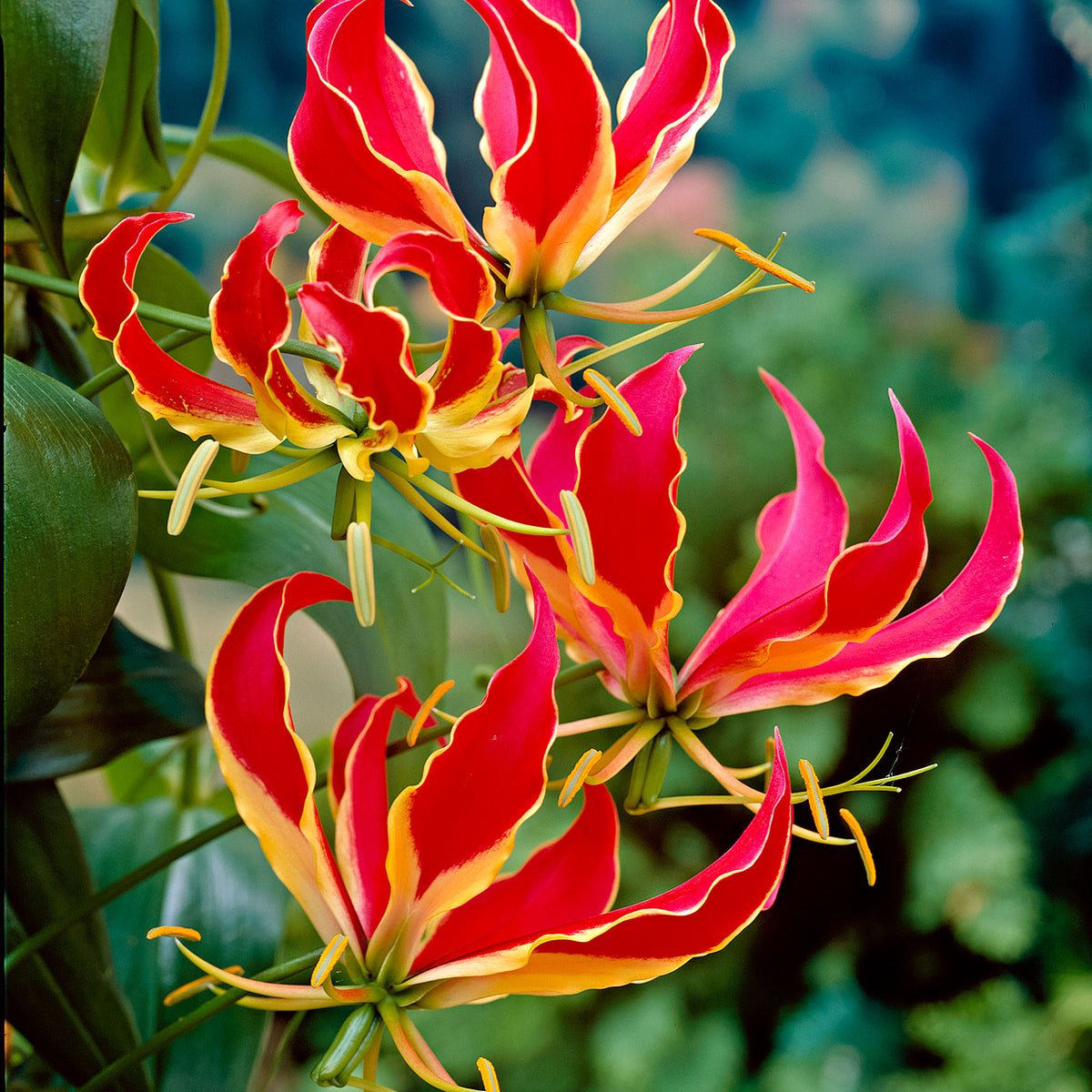 2x Gloriosa 'Rothschildiana' red
