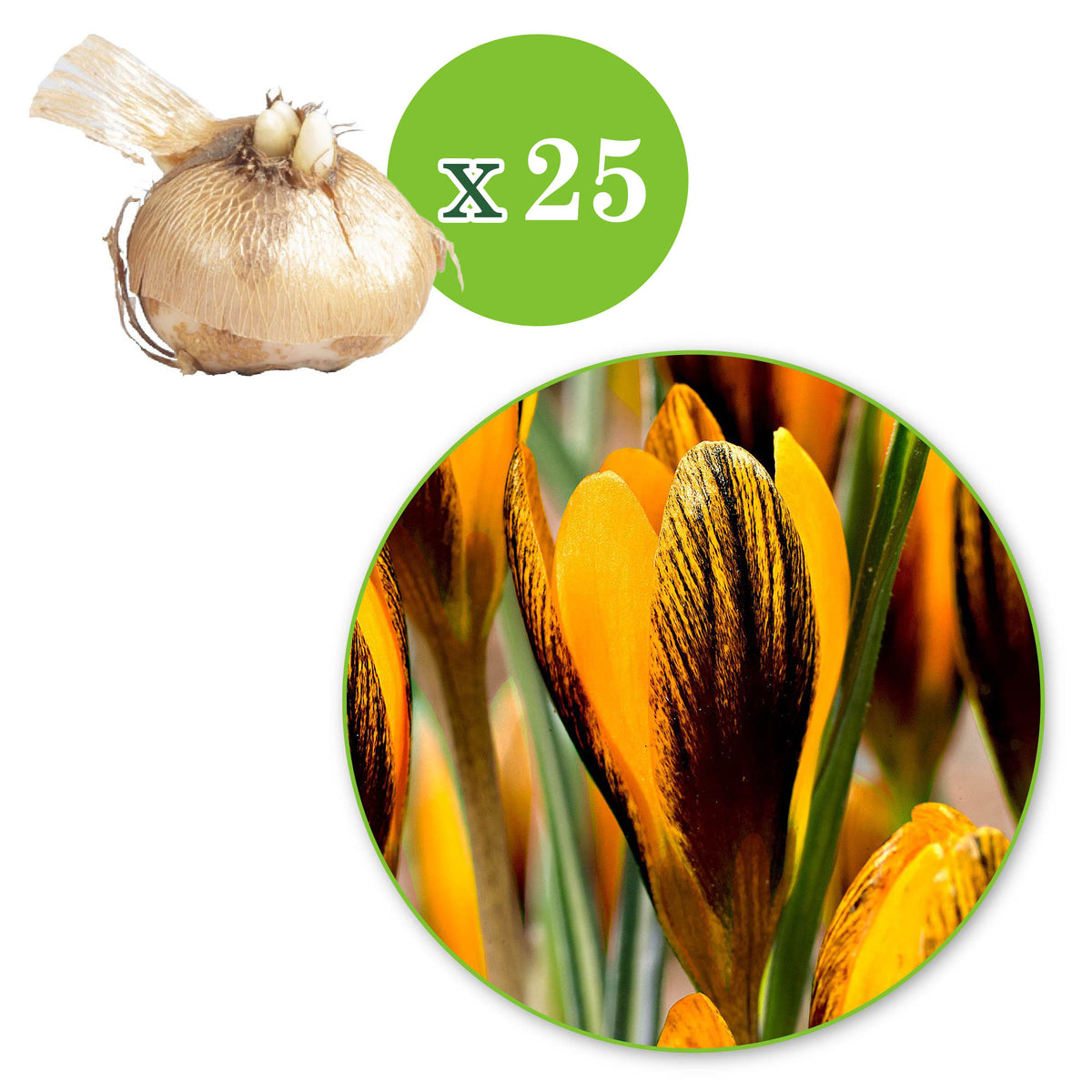 25x Crocus Crocus 'Orange Monarch' orange-black