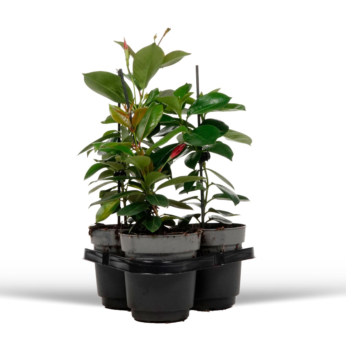 3x Chilean jasmine Mandevilla sanderi red-pink-white