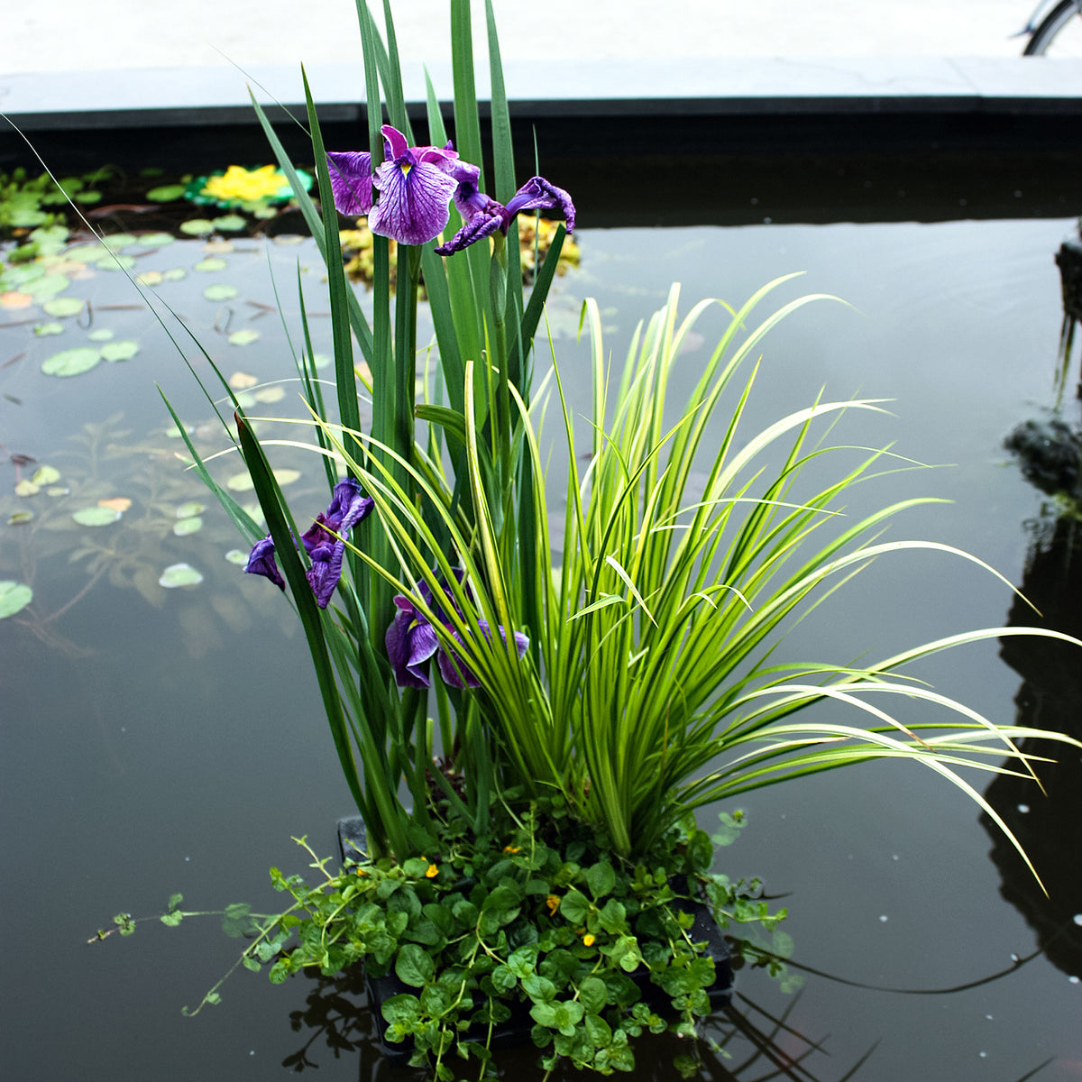 3x Aquatic plants - Mix red-yellow including floating ring