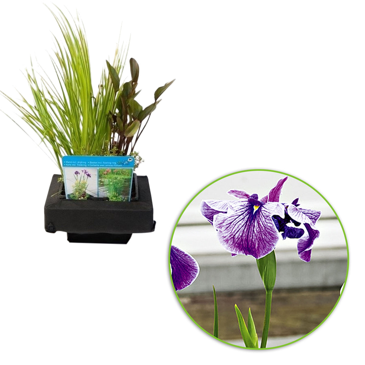 3x Aquatic plants - Mix red-yellow including floating ring
