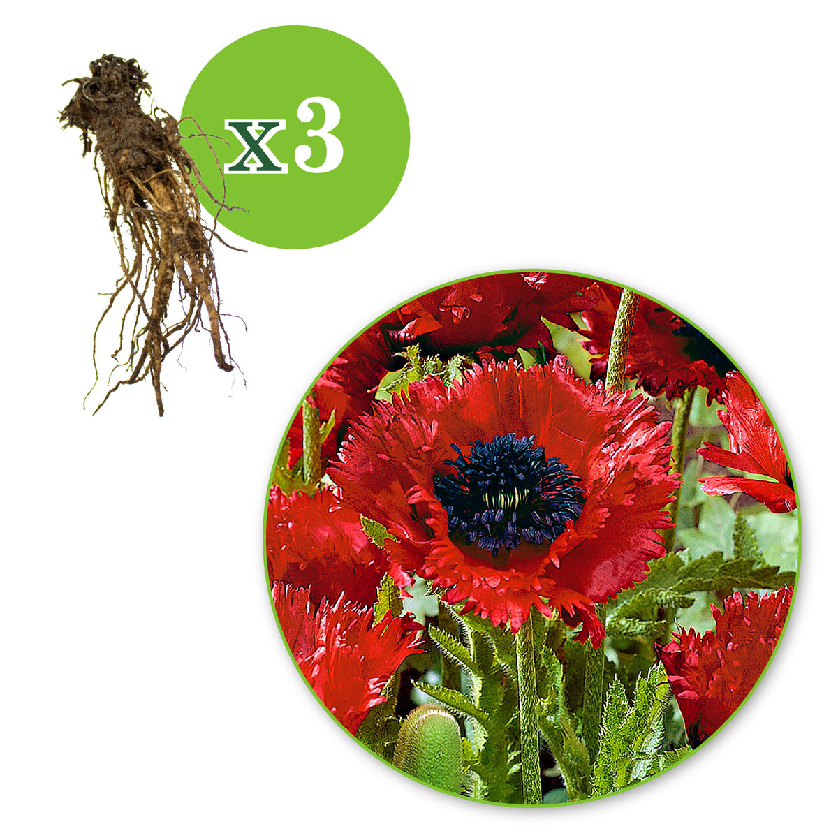 3x Oriental poppy Papaver 'Türkenlouis' red - Bare rooted - Hardy plant