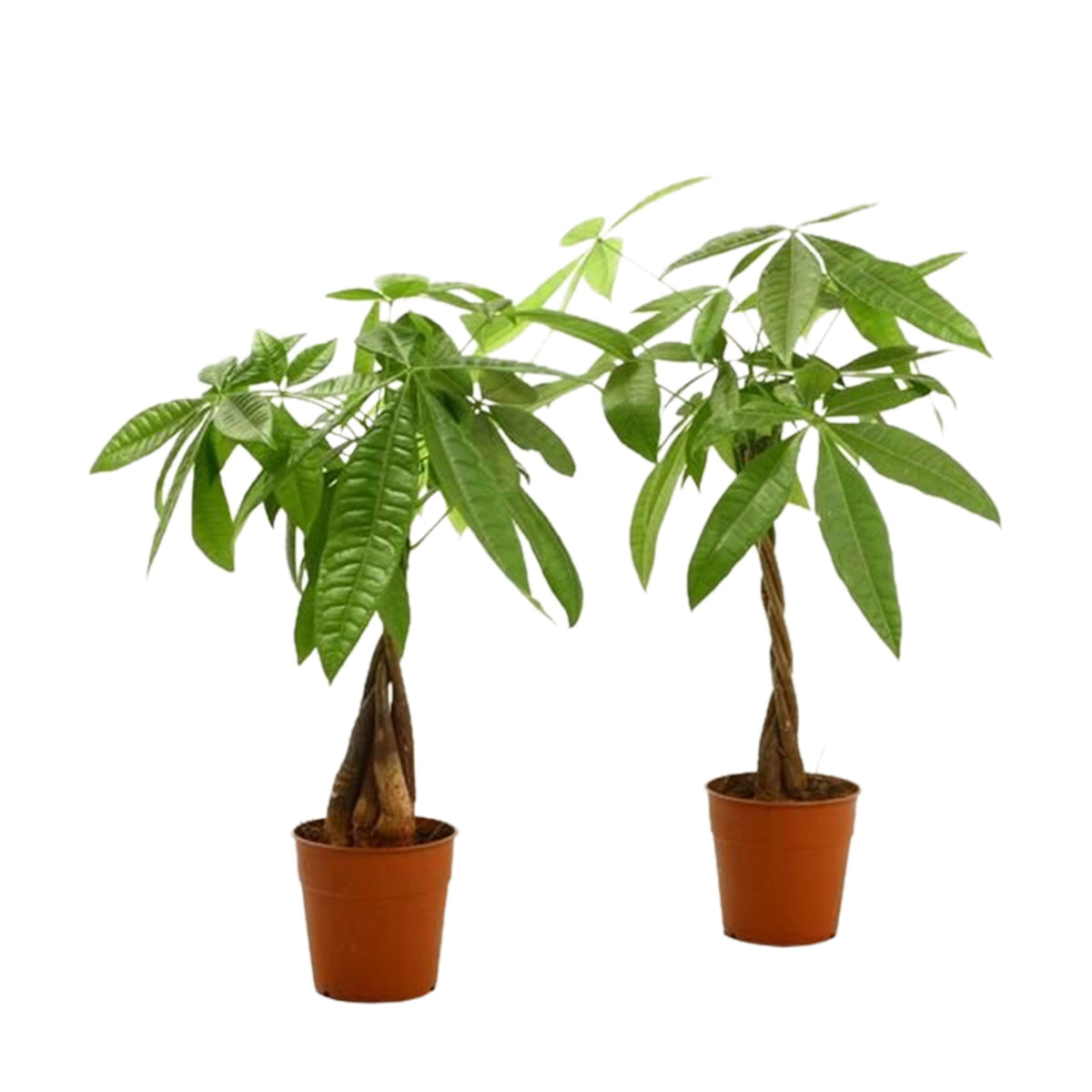 2x Money tree Pachira aquatica braided stem