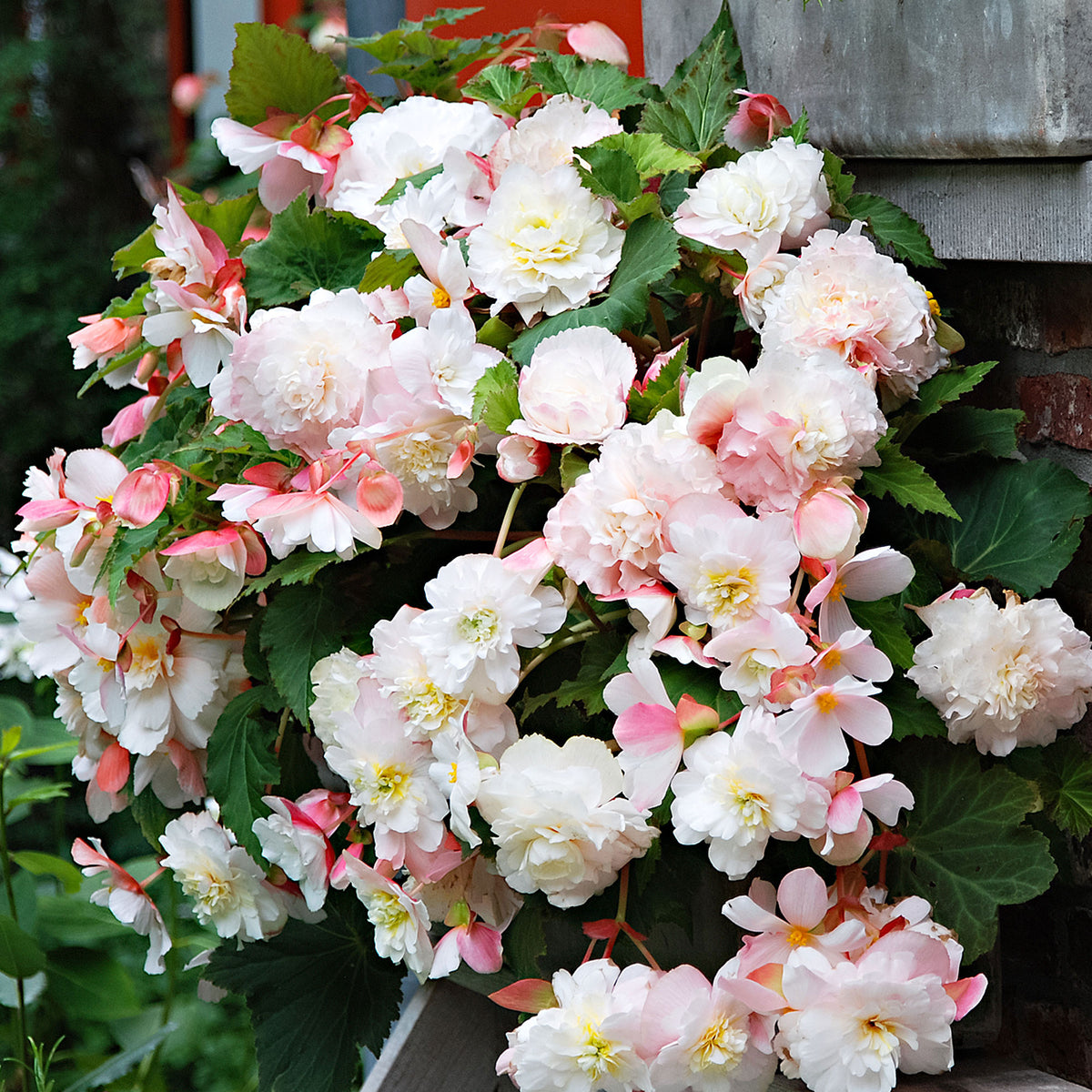 5x Begonia 'Angelique' pink
