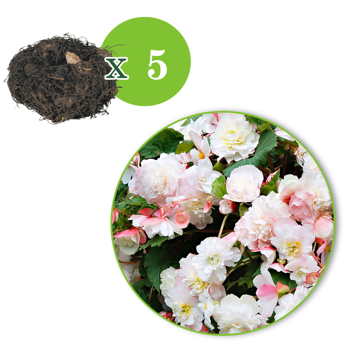 5x Begonia 'Angelique' pink