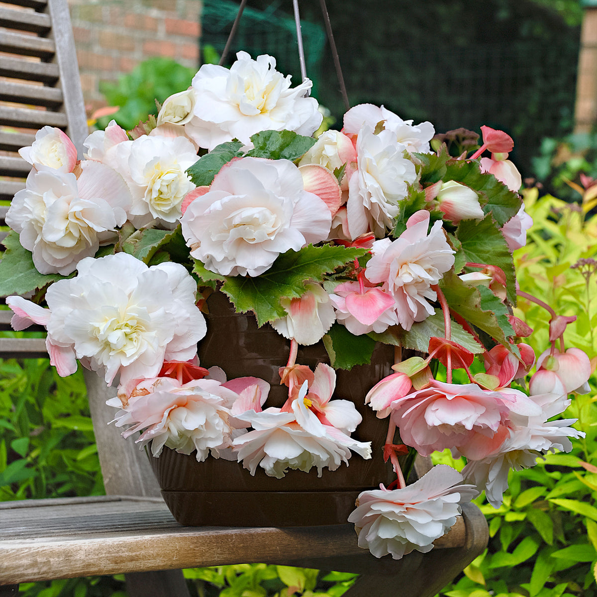 5x Begonia 'Angelique' pink