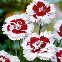 Bloody geranium Dianthus 'Alice' red-white - Hardy plant